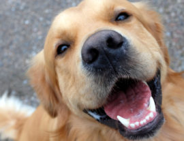 Невыпавшие молочные зубы у собак