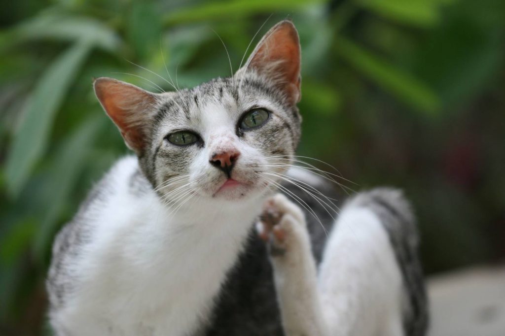 Глисты у кошек: симптомы, лечение, рекомендации ветеринара | Vetera