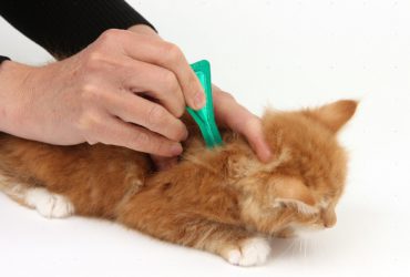Глисты у кошек: симптомы и лечение