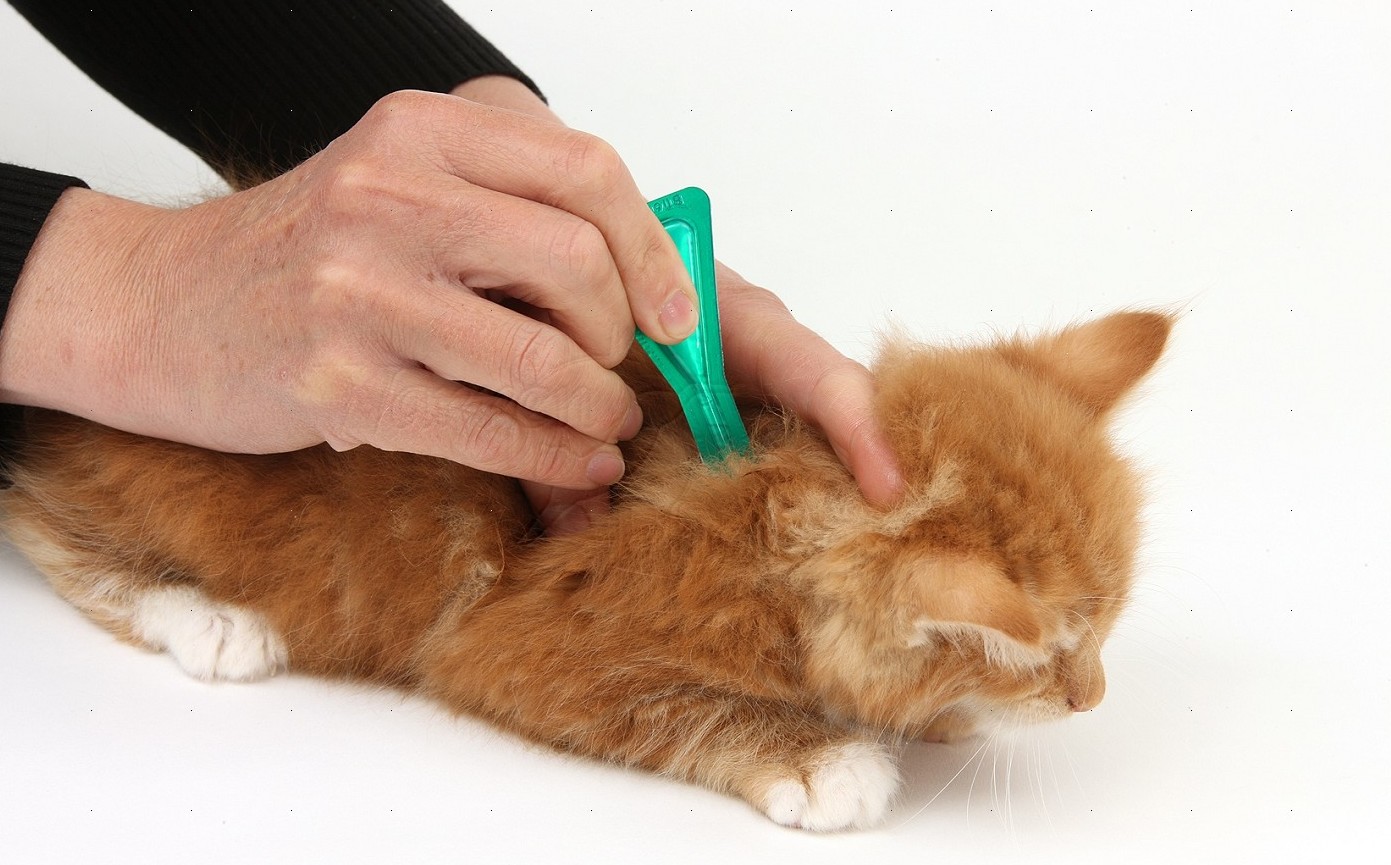 Глисты у кошек: симптомы, лечение, рекомендации ветеринара | Vetera
