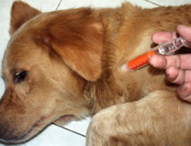 Глисты у собак: признаки, симптомы, лечение