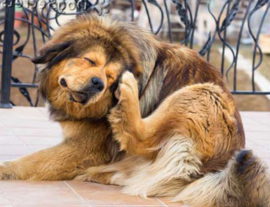 Власоеды у собак: признаки появления и способы лечения