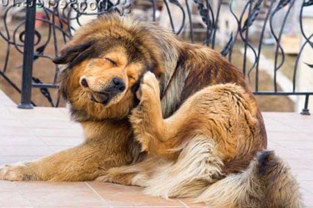 Власоеды у собак: способы лечения и профилактики | Vetera