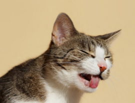 Кашель у кошек: виды, причины, лечение