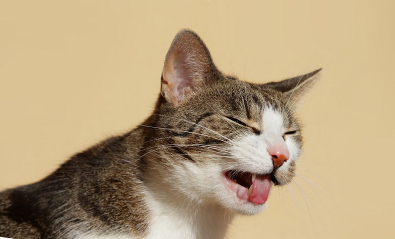 Кашель у кошек, лечение кошачьего кашля | Vetera