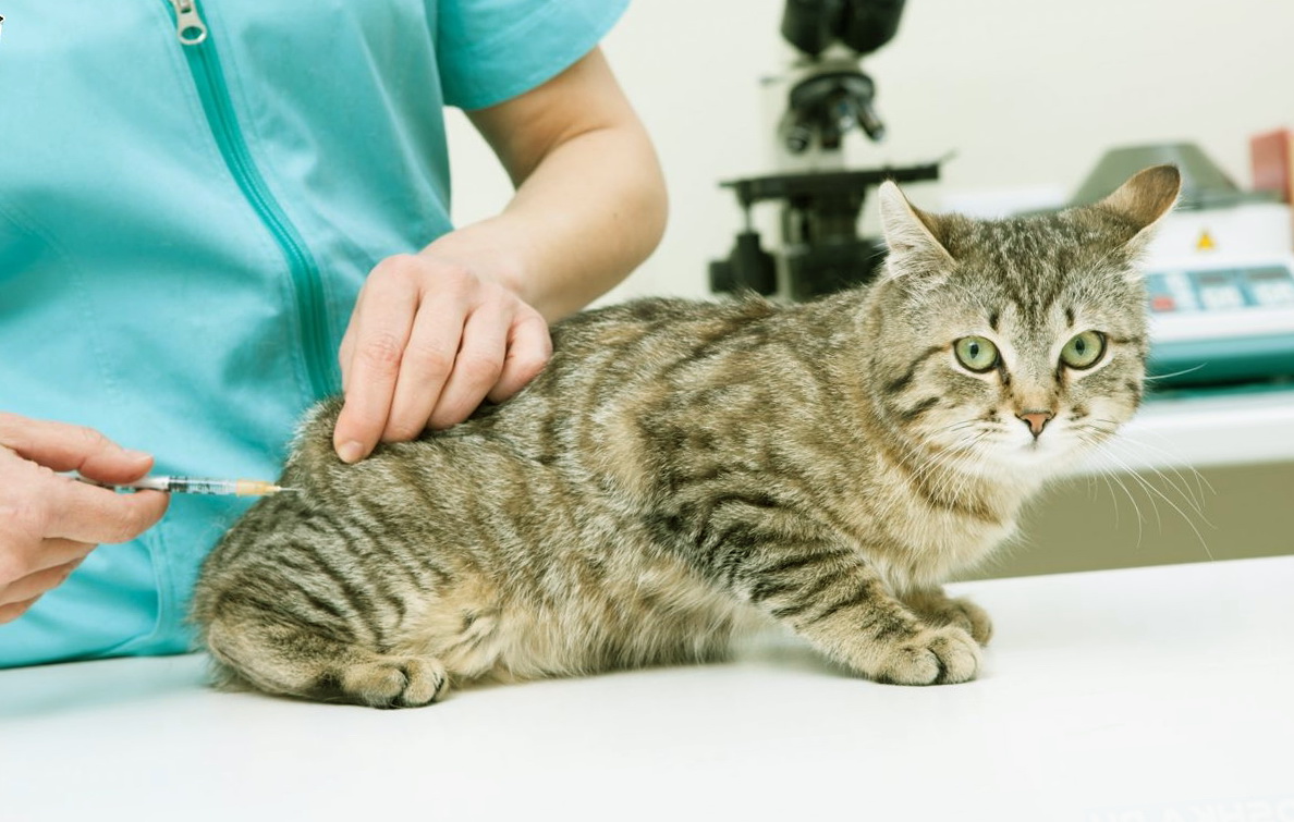 Понос у кошки - виды, причины, лечение | Vetera