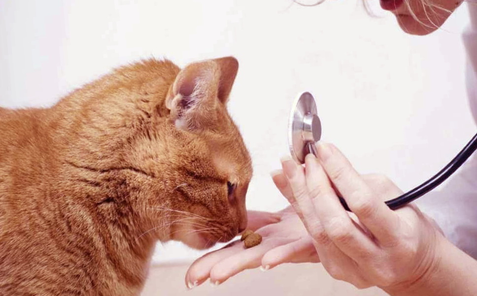 Методы лечения поноса у кошек