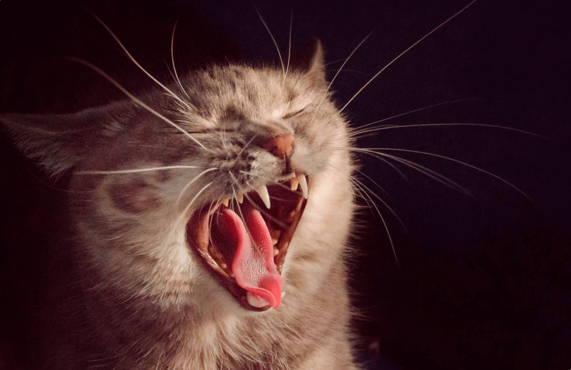 котик кричит