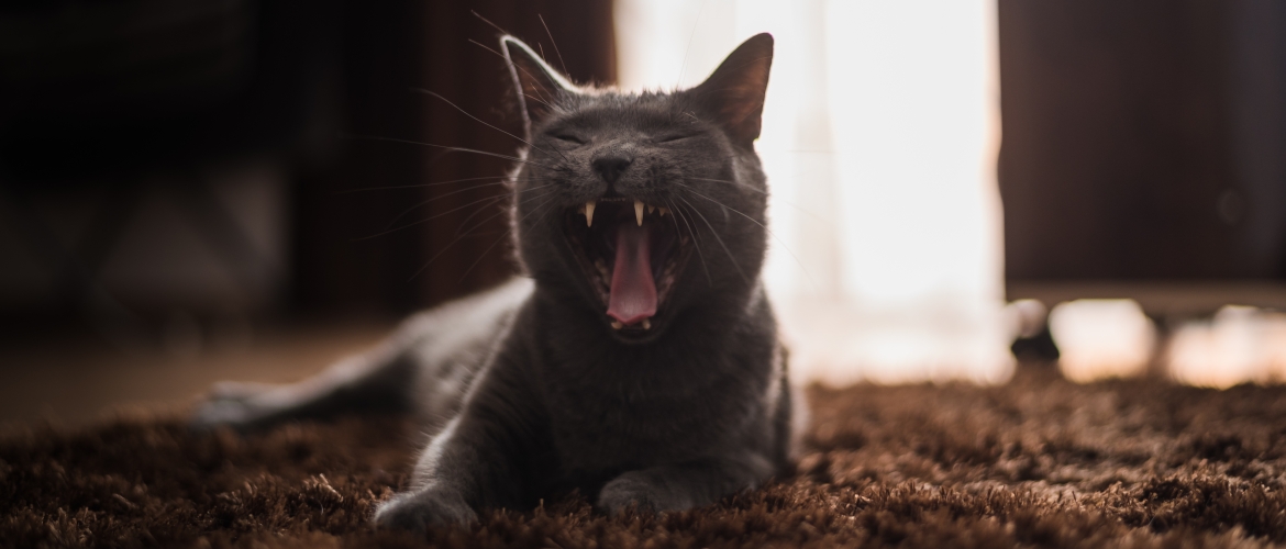 Орущий кот: болезнь или особенные повадки? | Vetera