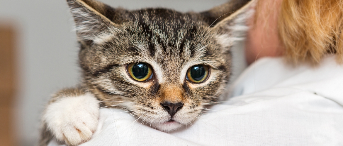 Орущий кот: болезнь или особенные повадки? | Vetera