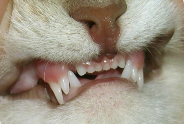 Лечение и уход за зубами у кошек