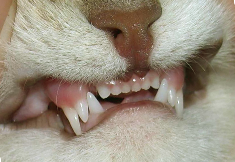 Лечение и уход за зубами у кошек | Vetera