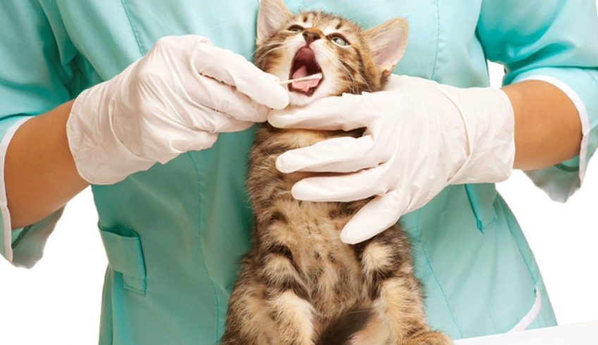 Осмотр зубов кошки у ветеринара