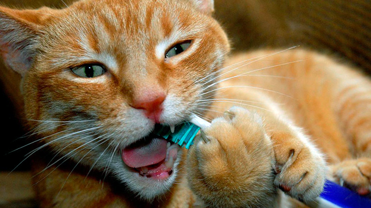 Кошка с зубной щеткой