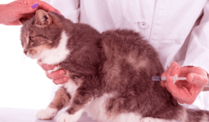 Способы лечения рвоты у кошек