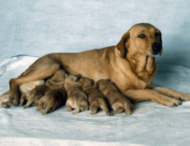 Беременность у собак