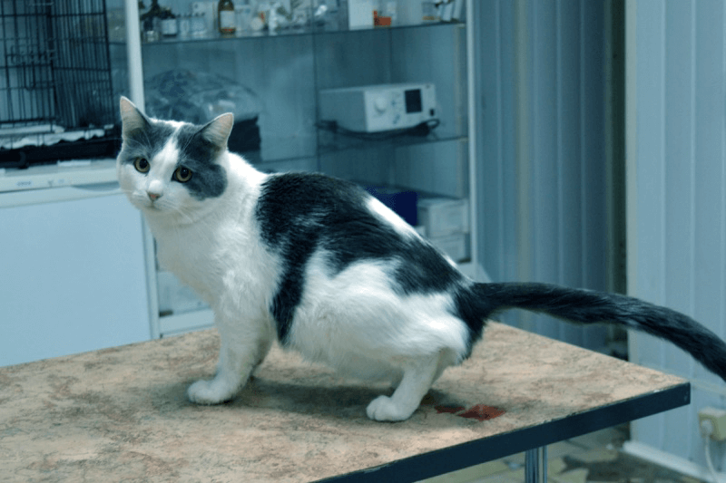 Кот с урологическими проблемами у ветеринара