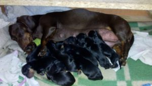 Такса с новорожденными щенками