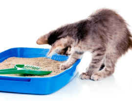 Патология нижнего отдела мочевыводящего аппарата у кошек
