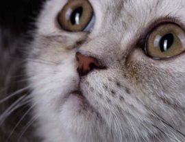 Основные виды заболеваний глаз у кошек