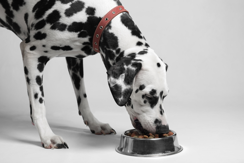 Собака ест сухой корм