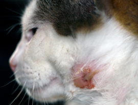 Абсцесс – нарыв, гнойное воспаление у кошек