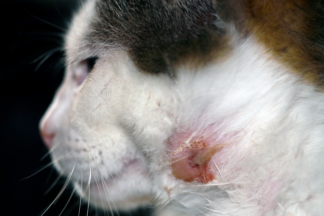 Абсцесс-нарыв, гнойное воспаление у кошек | Vetera