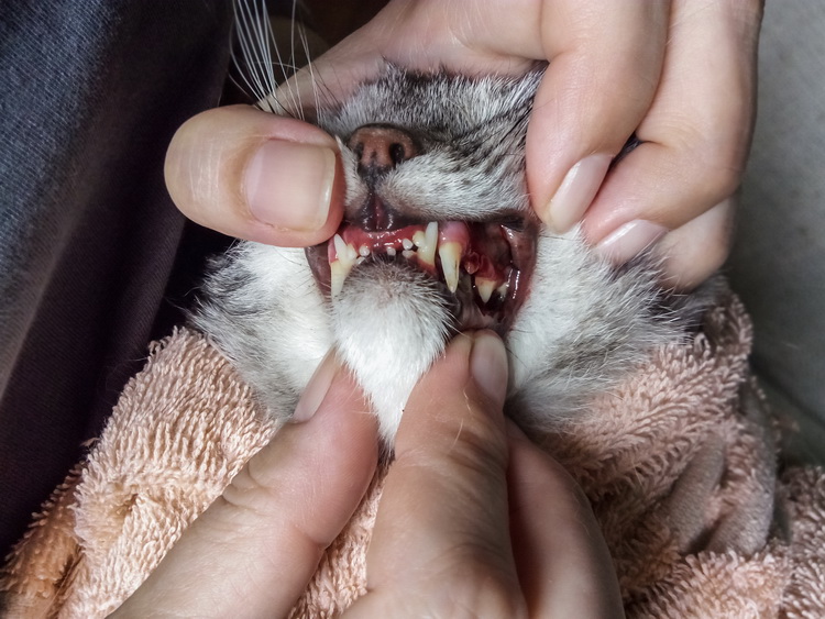 Повышенное слюноотделение у котов: причины появления и лечение | Vetera