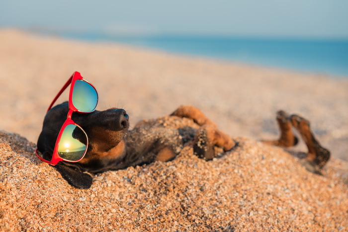 Собака в солнечных очках на пляже