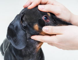 Нагноения глаз у собак, причины появления и оказание помощи