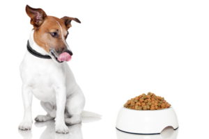 Как посадить собаку на диету?