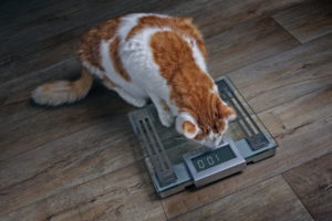 Кошка начинает терять вес и не ухаживает за своей шерстью.