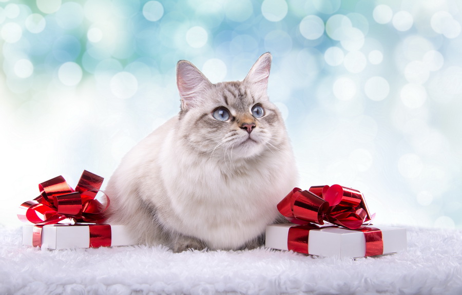 Кот с новогодними подарками