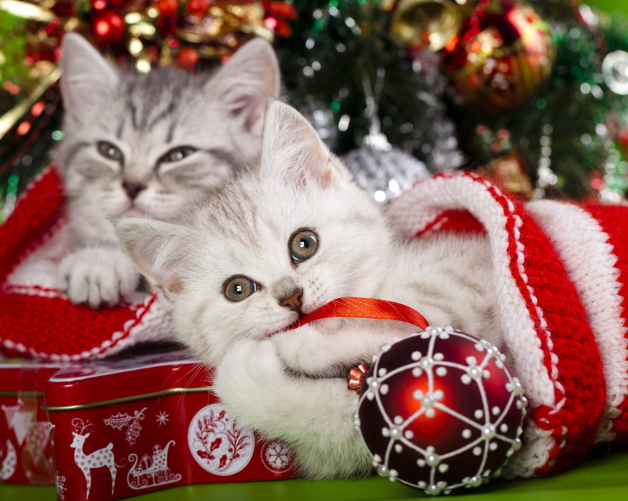 Кот с новогодними украшениями