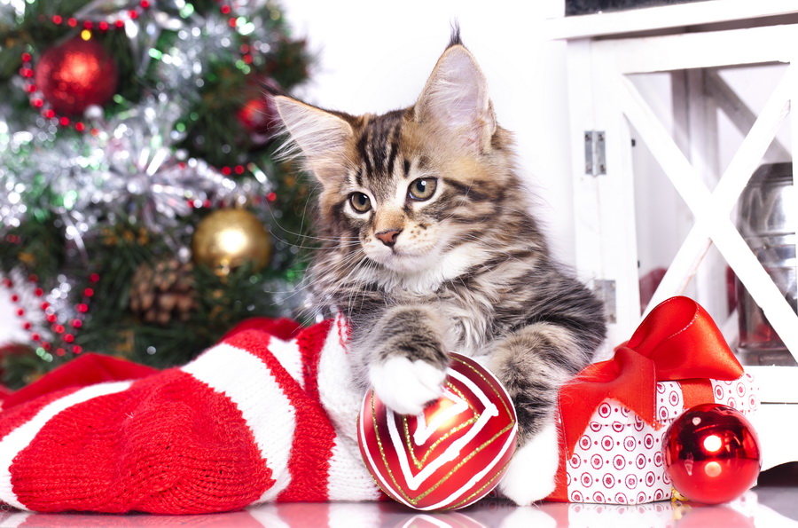 Кот с новогодними украшениями