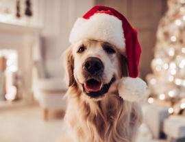 Собака и Новый год – опасности праздников для питомцев.