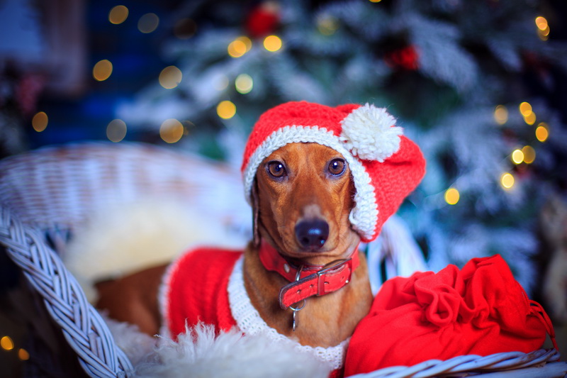 Собака в новогодней одежде