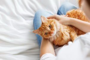 Домашнее лечение инфекций органов зрения кошки