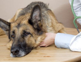 Кокцидиоз – причина болезненного состояния, а также гибели собак и щенков