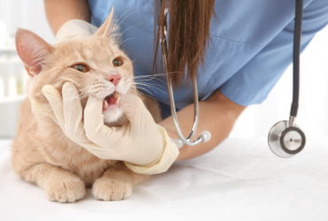 Зубная боль у кошки: причины, симптомы, лечение