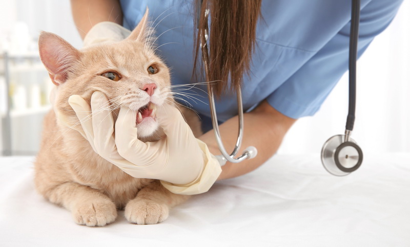 Зубная боль у кошки: причины, симптомы, лечение | Vetera