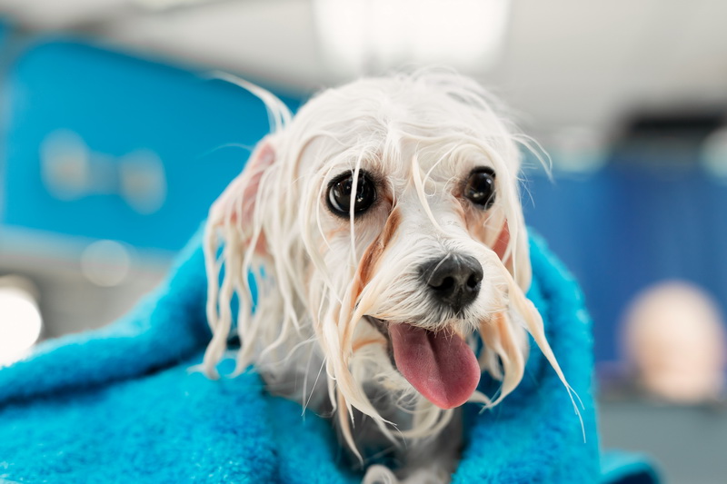 При загрязнении белой шерсти вымойте собаку специальным шампунем для белой шерсти.