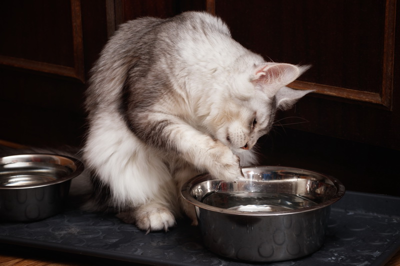 При повышенной температуре обеспечьте кошку водой и свежим воздухом