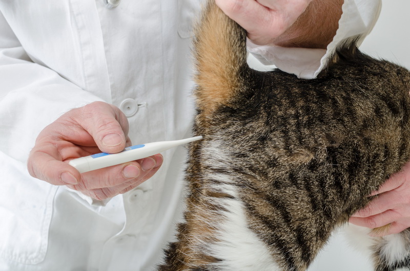 Как правильно измерить температуру кошке
