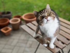 Вестибулярный синдром у кошек