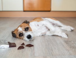 Почему из рациона собак следует исключить шоколад?