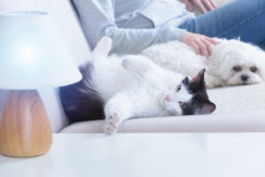 Переезд и ремонт как повод для меток кошки