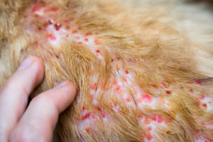 Причиной расчесов шеи у кошки может быть аллергия