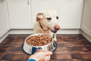 Признаки панкреатита у собаки - потеря аппетита