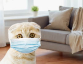 О коронавирусе у кошек